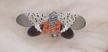 Spotted lanternfly