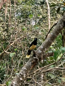 Flora, fauna and birds - Bird 1