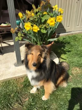 Daffodils and Happy. (Nancy Robinson)