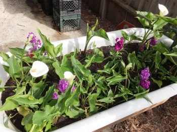 Stock and Calla Lilies