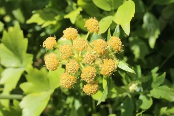 lovage flowers
