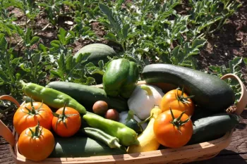 FTG Bountiful Harvest