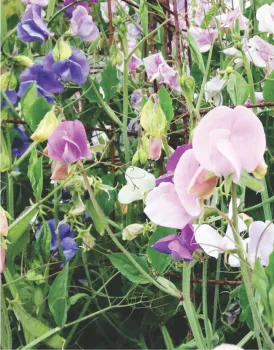 Sweet peas