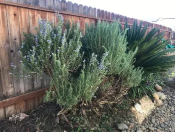 Rosemary (photos by Karen Metz)