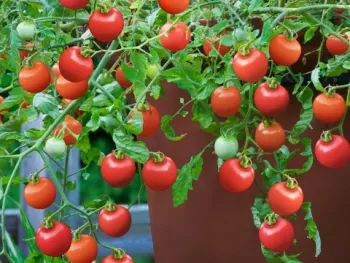 Gardening in an apartment? Plant a container vegetable! (photo by Bonnie Plants)