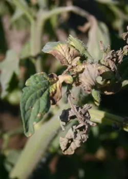 Figure 3. Glyphosate drift symptoms on tomato leaves typically shows chlorosis beginning at the base of the leaflets.