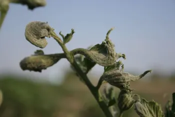 Figure 5. Leaf twisting and curling were just as prevalent in the 2nd planting.