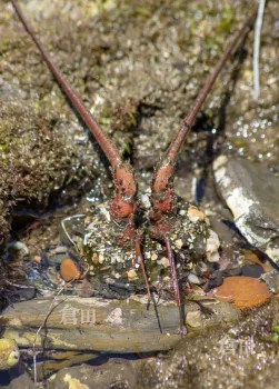 Irene's capture of a Sunburst Anemone in mid-meal.