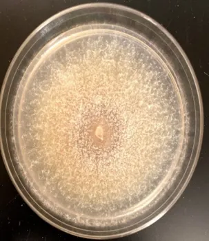 Raffaelea montetyi by Dr. Akif Eskalen, UC Davis
