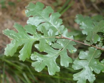 Valley oak leaf. Photo by Akif Eskalen, UC Davis.