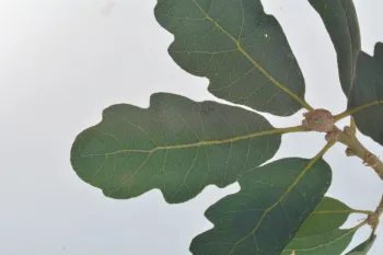 Blue oak leaf. Photo by Curtis Ewing, CALFIRE