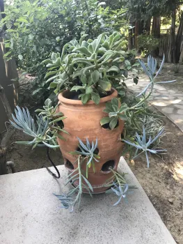 Terra cotta strawberry jar planted with mixed succulents, including blue-gray finger-leaved and broad-leaved varieties, on a concrete surface outdoors.