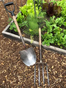 A Metal garden shovel and spading fork lying on the ground next to a plant-filled vegetable bed