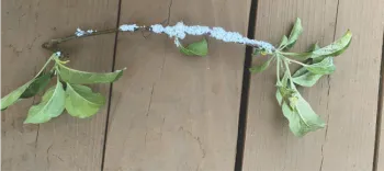 Fuzzy substance from rosy apple aphid