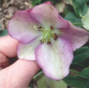 Hellebore