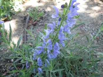 Salvias are hard to beat for variety and color