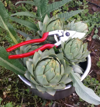 Harvesting Artichokes