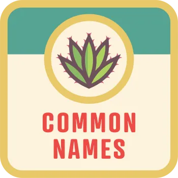 Common Names