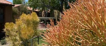 Fire Sticks