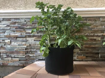 Potato plant with dark green compound leaves growing in a black fabric grow bag on a til;ed patio