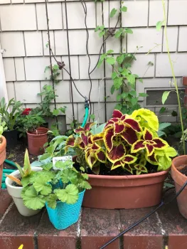 Brick surface with potted plants, including a large coleus with dark red and chartreuse leaves, a small pelargonium in a teal pot, and climbing vines on a shingled wall.