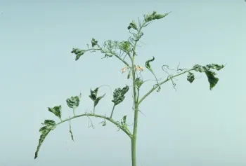 Tomato mosaic virus, Jack Kelly Clark, UC IPM