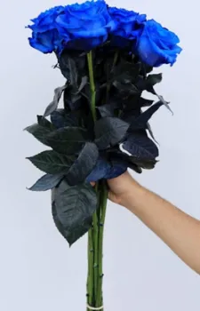 bing.com/images (Rosaholics)