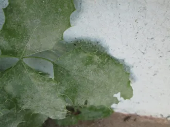 More advanced disease covering entire surface