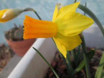 Jetfire Cyclamineus Narcissus