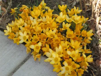 Species crocus beside a path