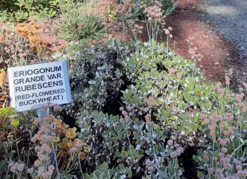 Buckwheat - E. grande in bloom, Demonstration Garden, Laura Lukes