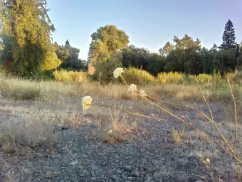 Wild buckwheat E. nudum blooming at Verbena Fields, Laura Lukes