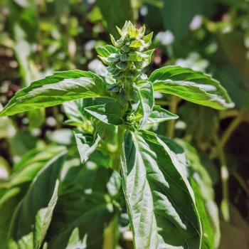 A good stage to harvest basil.