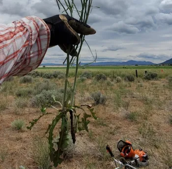 Lower leaves and spiny lower shoots of skeleton weed plant