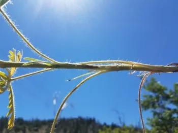 Notice the stiff hairs sticking out directly from the stem on sulfur cinquefoil.