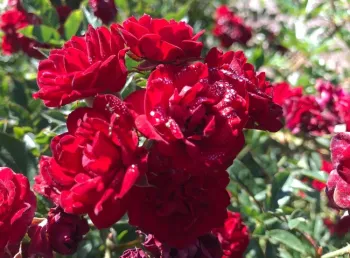 New low water use being evaluated.