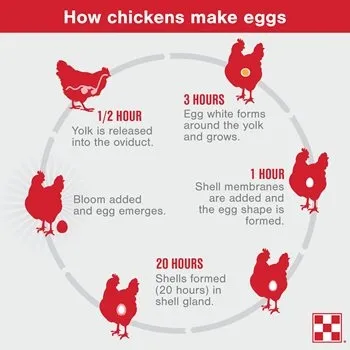 Purina Flock Egg-formation process