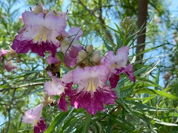 Desert Willow blooms, Laura Kling