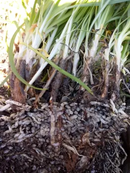 agapanthus 2 jdodini 2020