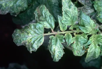 Tomato Mosaic Virus, Jack Kelly Clark, UC IPM