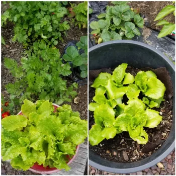 salad dinner. cathryn bibeau