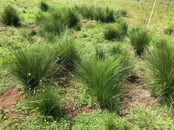 Photo by Pam Krone. Property 2, plot T2, September 2020 after 2nd compost application.