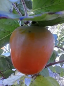 Hachiya persimmon