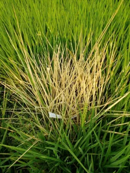 SUPPRESS® herbicide applied in test plots on weedy rice (2020).