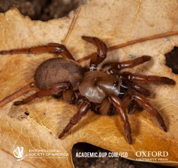 Cover image of Jason Bond's newly discovered trapdoor spider, Cryptocteniza kawtak. This is on the cover of the current edition of the journal,