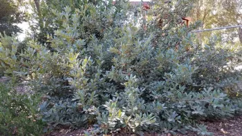 Eva Case Coffeeberry, J. Alosi