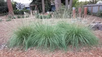 Deergrass (Muhlenbergia rigens), J. Alosi
