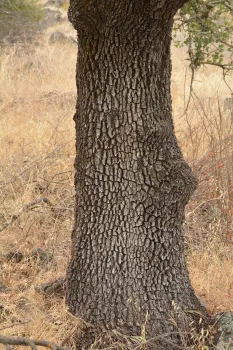 Blue Oak Trunk. Photo by Curtis Ewing, CALFIRE
