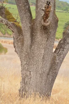 Blue Oak Trunk. Photo by Curtis Ewing, CALFIRE