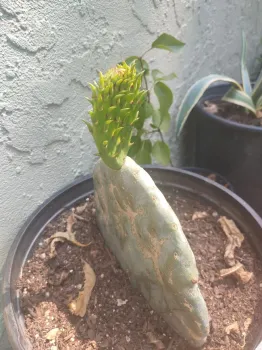 Opuntia 3